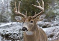 A White-tailed deer buck standing in the winter snow in Canada Royalty Free Stock Photo