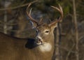 A White-tailed deer buck standing in the winter snow in Canada Royalty Free Stock Photo