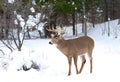 A White-tailed deer buck standing in the winter snow in Canada Royalty Free Stock Photo