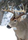 A White-tailed deer buck standing in the winter snow in Canada Royalty Free Stock Photo