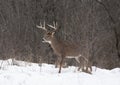 A White-tailed deer buck standing in the winter snow in Canada Royalty Free Stock Photo