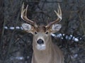 A White-tailed deer buck standing in the winter snow in Canada