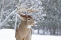 A White-tailed deer buck standing in the winter snow with snow on its head in Canada Royalty Free Stock Photo