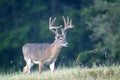 White-tailed deer buck with velvet antlers Royalty Free Stock Photo