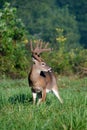 White-tailed deer buck with velvet antlers Royalty Free Stock Photo