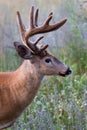 A White-tailed deer buck with velvet antlers in the forest Royalty Free Stock Photo