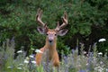 A White-tailed deer buck with velvet antlers in the forest Royalty Free Stock Photo