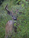 A White-tailed deer buck with velvet antlers looking out from the bushes on an early morning  in summer in Canada Royalty Free Stock Photo