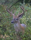 A White-tailed deer buck with velvet antlers looking out from the bushes on an early morning in summer in Canada Royalty Free Stock Photo