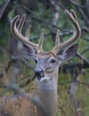 A White-tailed deer buck with velvet antlers looking out from the bushes on an early morning  in summer in Canada Royalty Free Stock Photo