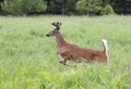 A White-tailed deer buck with velvet antlers running through a meadow in the spring in Canada Royalty Free Stock Photo