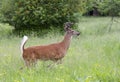 A White-tailed deer buck with velvet antlers running through a meadow in the spring in Canada Royalty Free Stock Photo