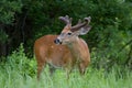 White-tailed deer buck walking through the spring meadow with velvet antlers in Canada Royalty Free Stock Photo