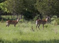 White-tailed deer buck with velvet antlers in springtime meadow in Canada Royalty Free Stock Photo