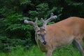 White-tailed deer buck with velvet antlers Royalty Free Stock Photo