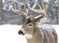 A White-tailed deer buck walking in the falling snow in Canada Royalty Free Stock Photo