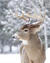 A White-tailed deer buck walking in the falling snow in Canada Royalty Free Stock Photo