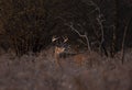 A White-tailed deer buck walking through the meadow during the autumn rut in Canada Royalty Free Stock Photo
