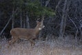 A White-tailed deer buck walking through the meadow during the autumn rut in Canada Royalty Free Stock Photo