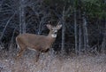 White-tailed deer buck walking through the meadow during the autumn rut in Canada Royalty Free Stock Photo