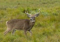 A White-tailed deer buck walking through the meadow during the autumn rut in Canada Royalty Free Stock Photo