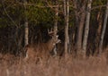 A White-tailed deer buck walking through the meadow during the autumn rut in Canada Royalty Free Stock Photo