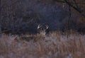 A White-tailed deer buck walking through the meadow during the autumn rut in Canada Royalty Free Stock Photo