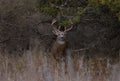 A White-tailed deer buck walking through the meadow during the autumn rut in Canada Royalty Free Stock Photo