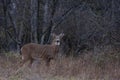 A White-tailed deer buck walking through the meadow during the autumn rut in Canada Royalty Free Stock Photo