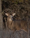 A White-tailed deer buck walking through the meadow during the autumn rut in Canada Royalty Free Stock Photo