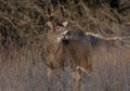 A White-tailed deer buck walking through the meadow during the autumn rut in Canada Royalty Free Stock Photo