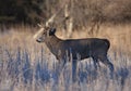 A White-tailed deer buck walking through the meadow during the autumn rut in Canada Royalty Free Stock Photo