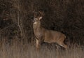 A White-tailed deer buck walking through the meadow during the autumn rut in Canada Royalty Free Stock Photo