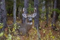 A White-tailed deer buck walking through the meadow during the autumn rut in Canada Royalty Free Stock Photo