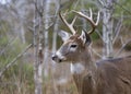 A White-tailed deer buck walking in the meadow during the autumn rut in Canada Royalty Free Stock Photo