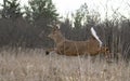 A White-tailed deer buck walking through the meadow during the autumn rut in CanadaWhite-tailed deer buck jumping through the air Royalty Free Stock Photo