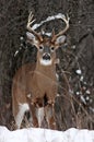 A White-tailed deer buck in the winter snow in Canada Royalty Free Stock Photo