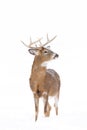 White-tailed deer buck isolated on white background standing in the falling snow in Canada Royalty Free Stock Photo