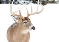 White-tailed deer buck isolated on white background standing in the falling snow in Canada Royalty Free Stock Photo