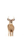 White-tailed deer buck isolated on white background standing in the falling snow in Canada Royalty Free Stock Photo