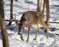 White-tailed deer buck in winter Royalty Free Stock Photo