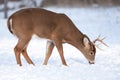 White-tailed deer buck in the snow Royalty Free Stock Photo