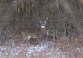 A White-tailed deer buck in the winter snow in Canada Royalty Free Stock Photo