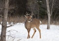 A White-tailed deer buck in the winter snow in Canada Royalty Free Stock Photo