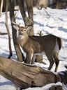 White-tailed deer buck in winter Royalty Free Stock Photo