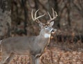 White-tailed deer buck in the woods Royalty Free Stock Photo