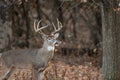 White-tailed deer buck in the woods Royalty Free Stock Photo