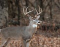 White-tailed deer buck in the woods