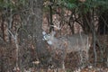 White-tailed deer buck in the woods Royalty Free Stock Photo