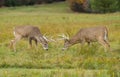 2 White-tailed deer bucks fighting during the rut in autumn Royalty Free Stock Photo